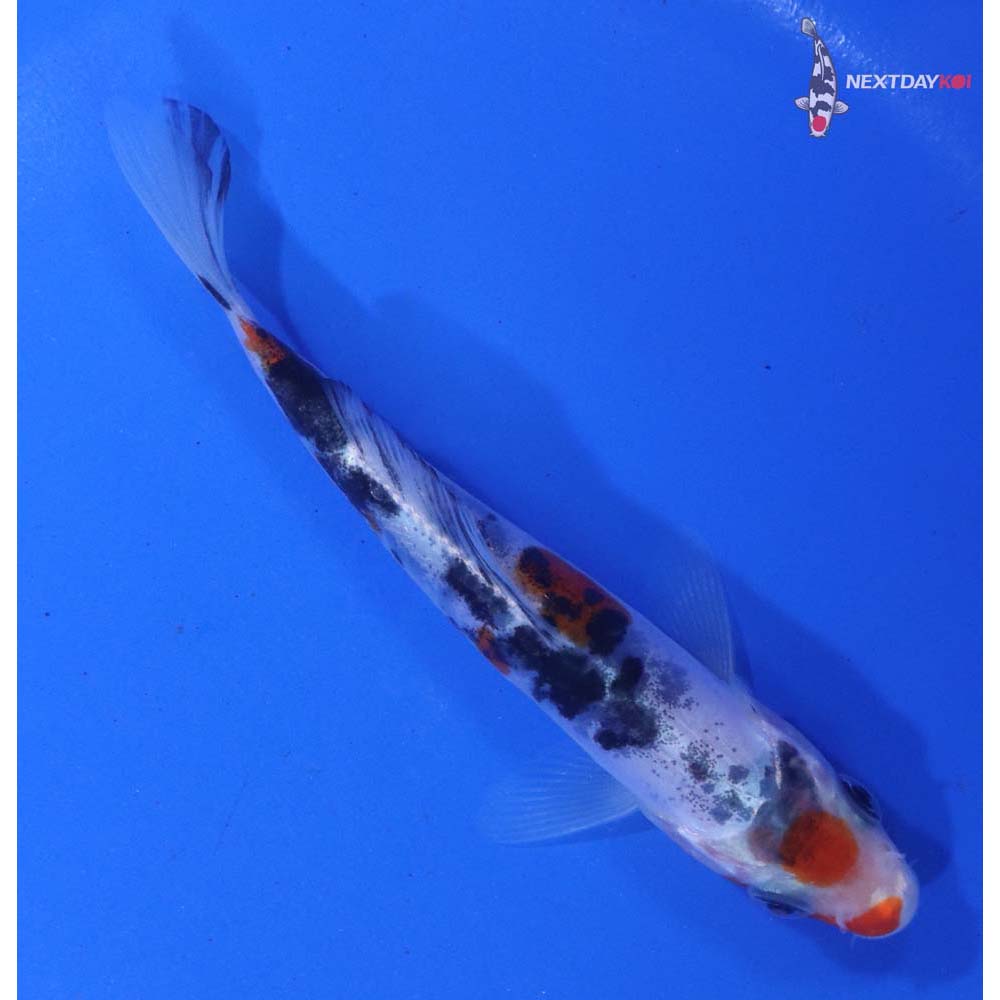 4” Imported Doitsu Sanke