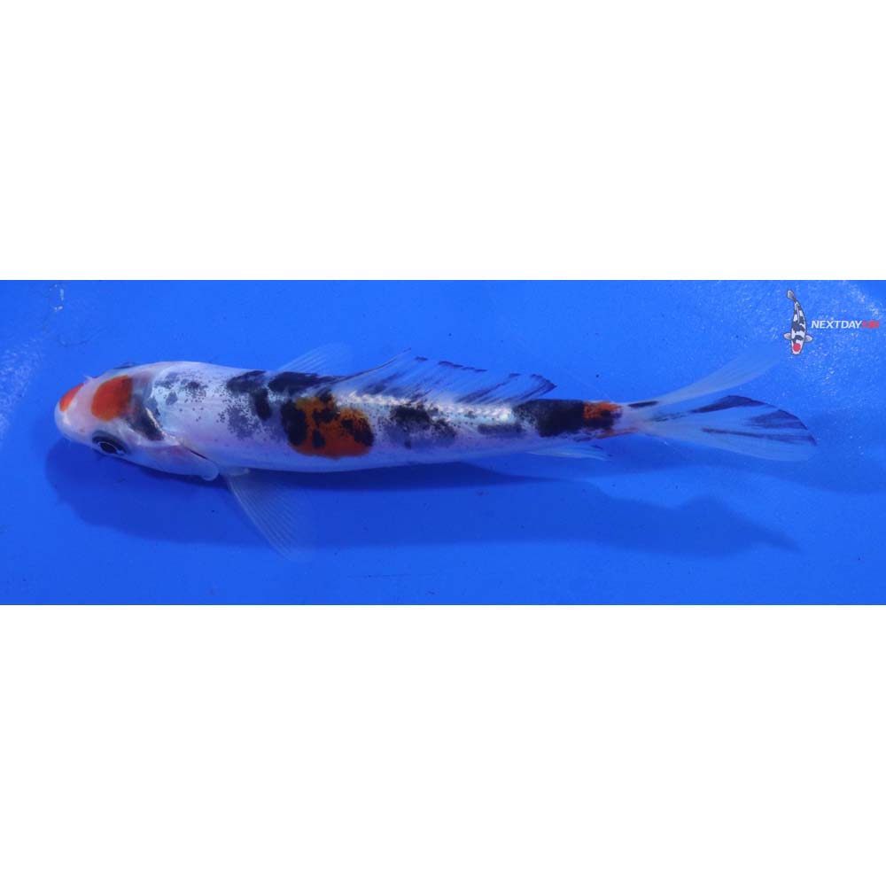 4” Imported Doitsu Sanke