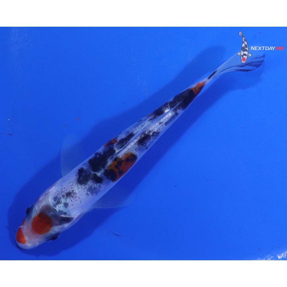4” Imported Doitsu Sanke