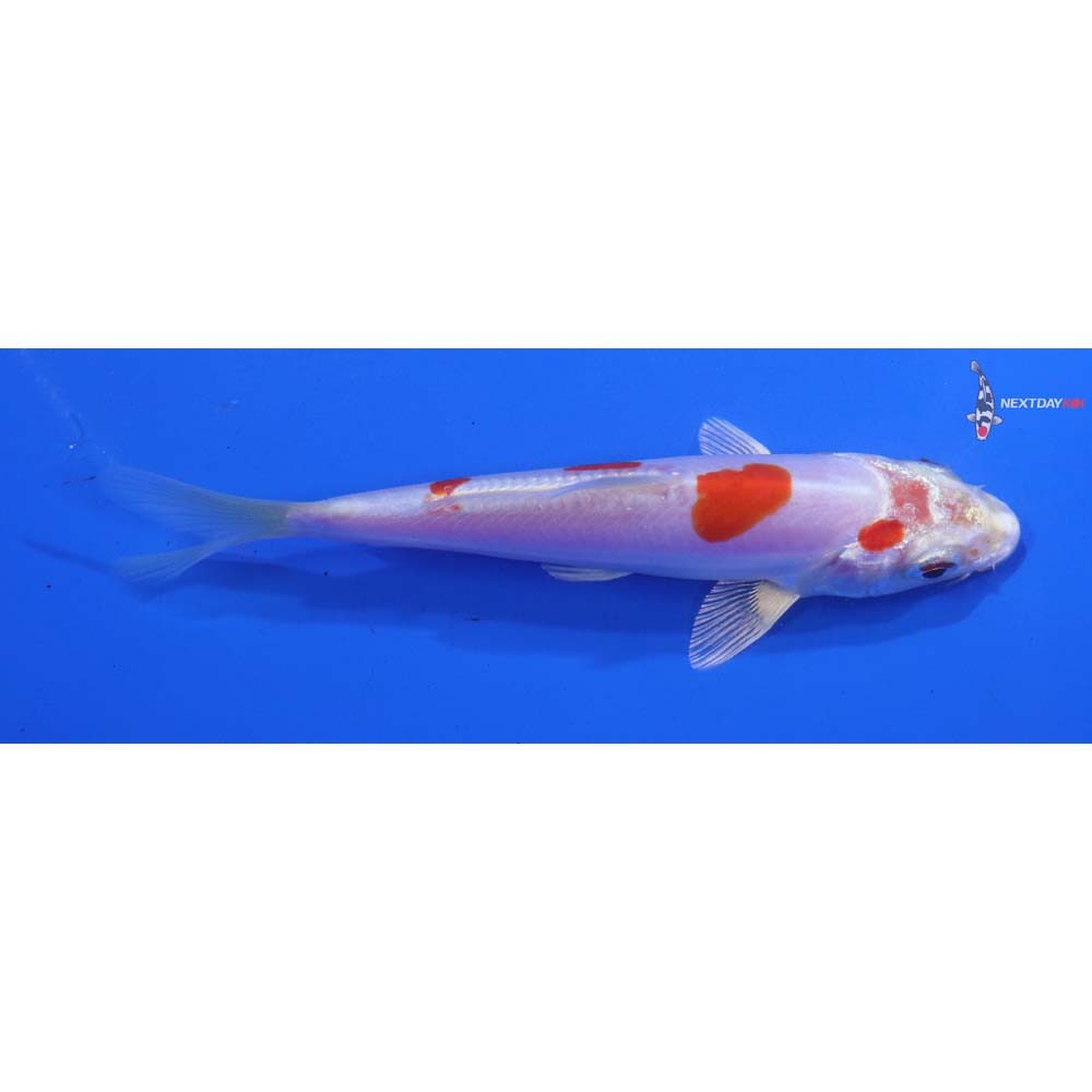 4.5” Imported Kikusui