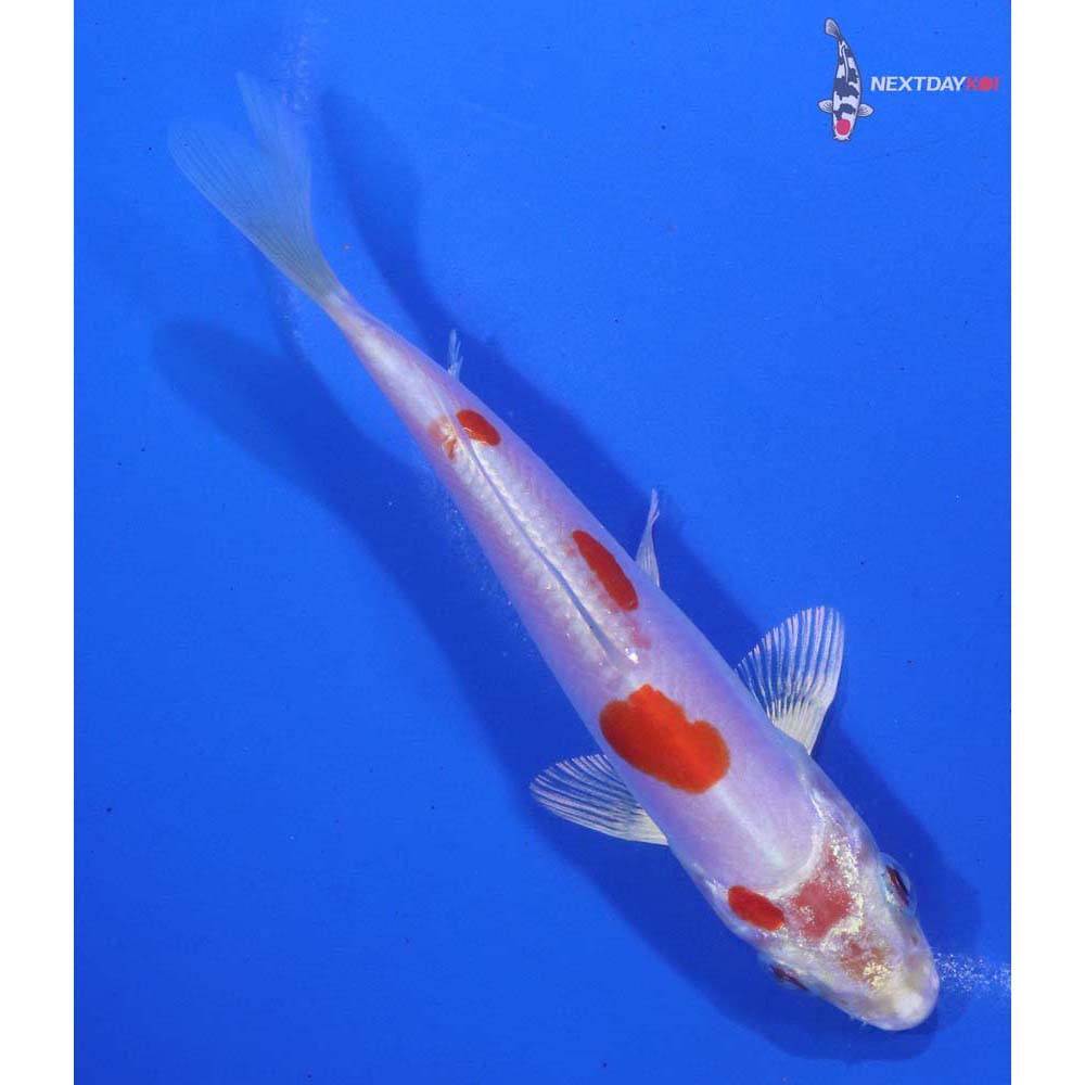 4.5” Imported Kikusui