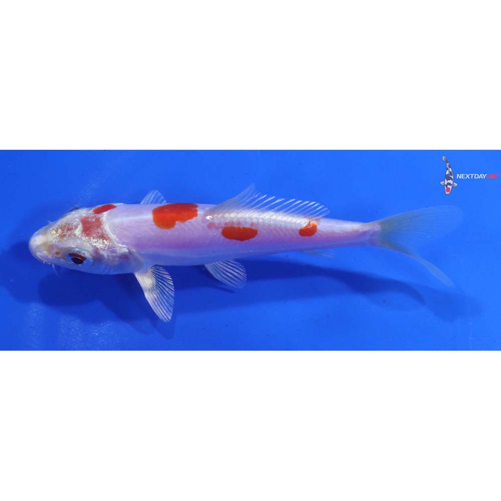 4.5” Imported Kikusui