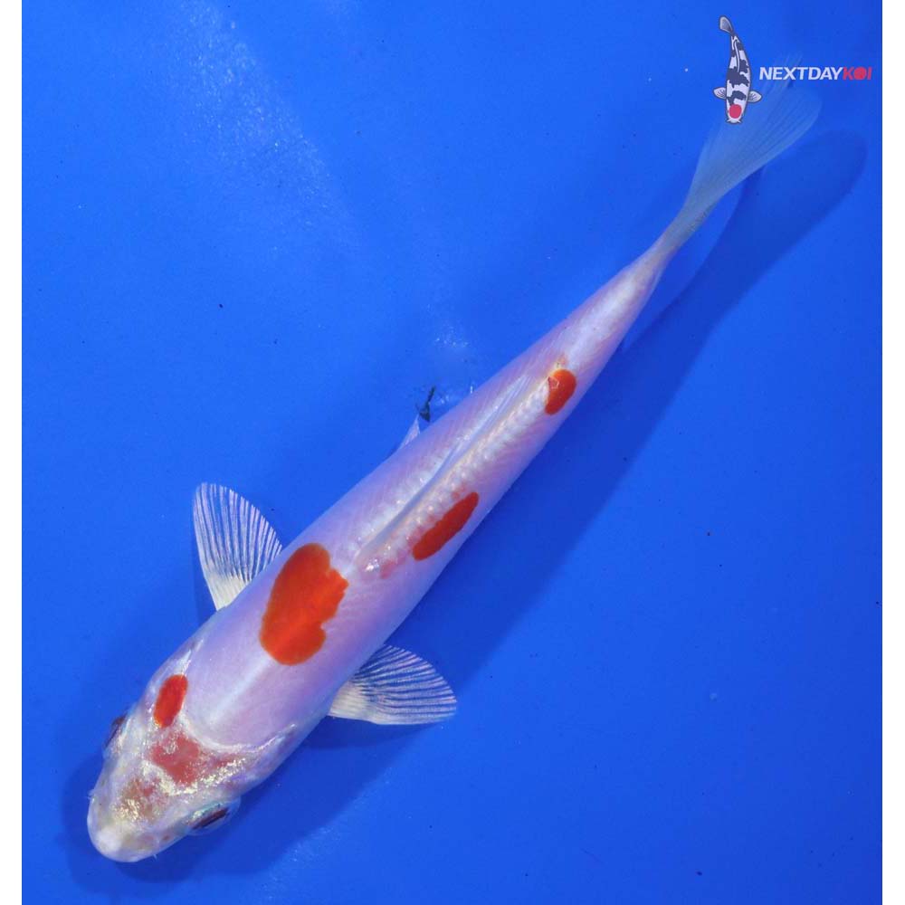 4.5” Imported Kikusui