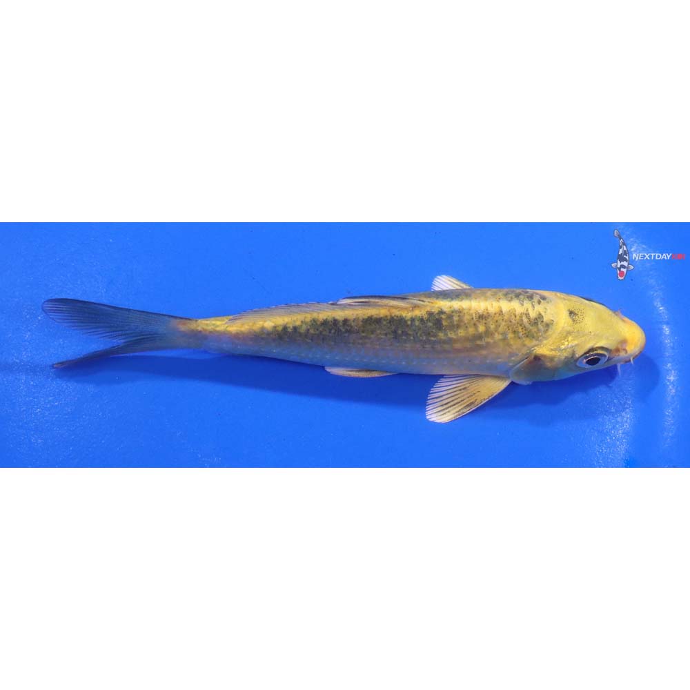 4.5” Imported Kin Ki Bekko