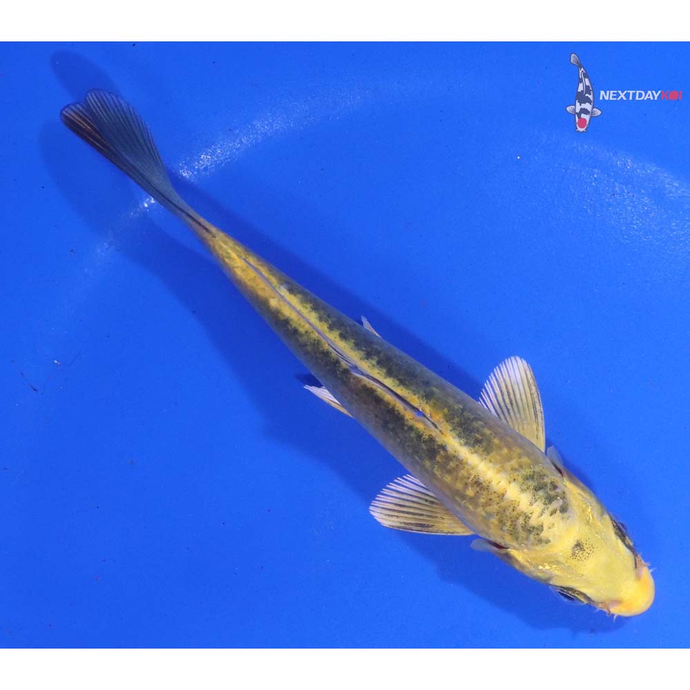 4.5” Imported Kin Ki Bekko