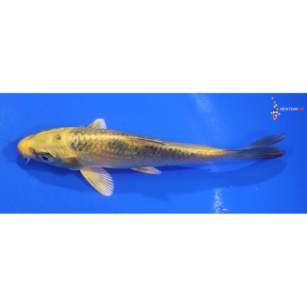 4.5” Imported Kin Ki Bekko