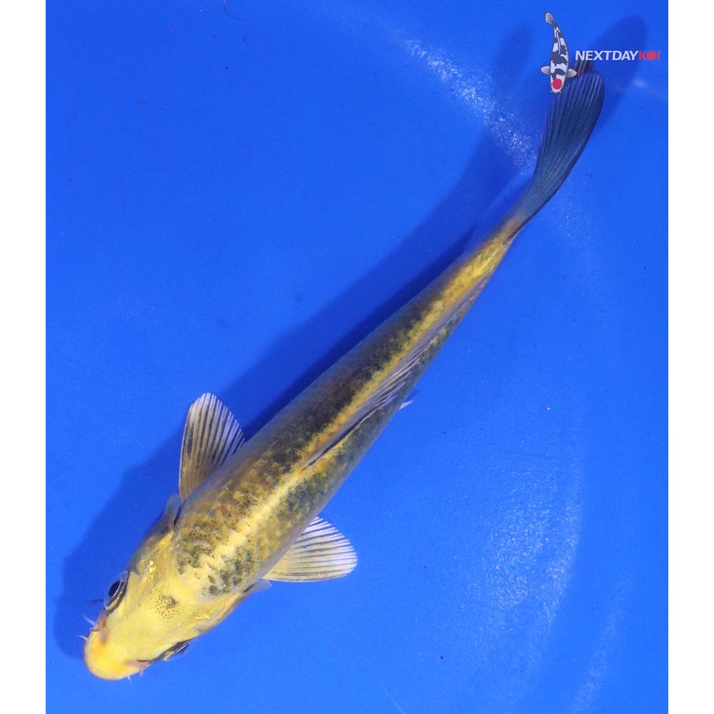 4.5” Imported Kin Ki Bekko