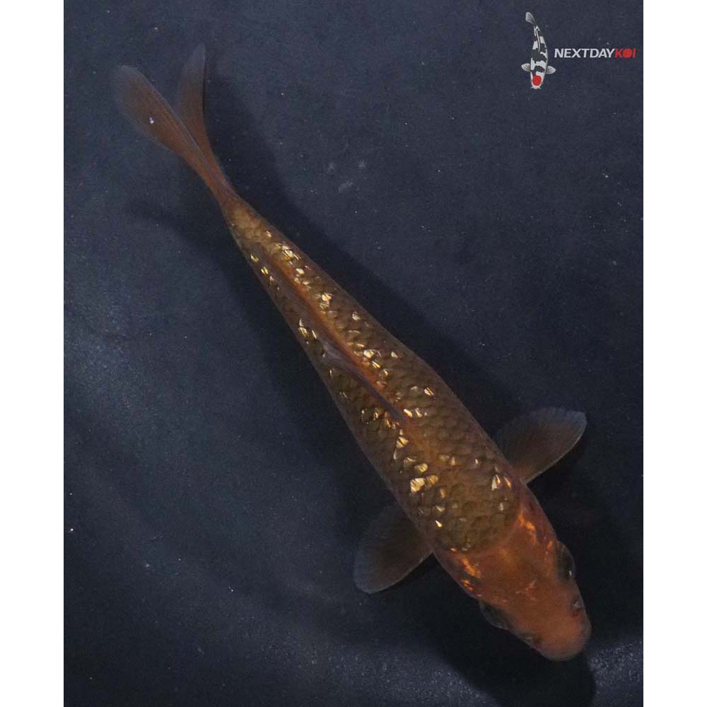 4.5” Imported Gin Rin Chagoi