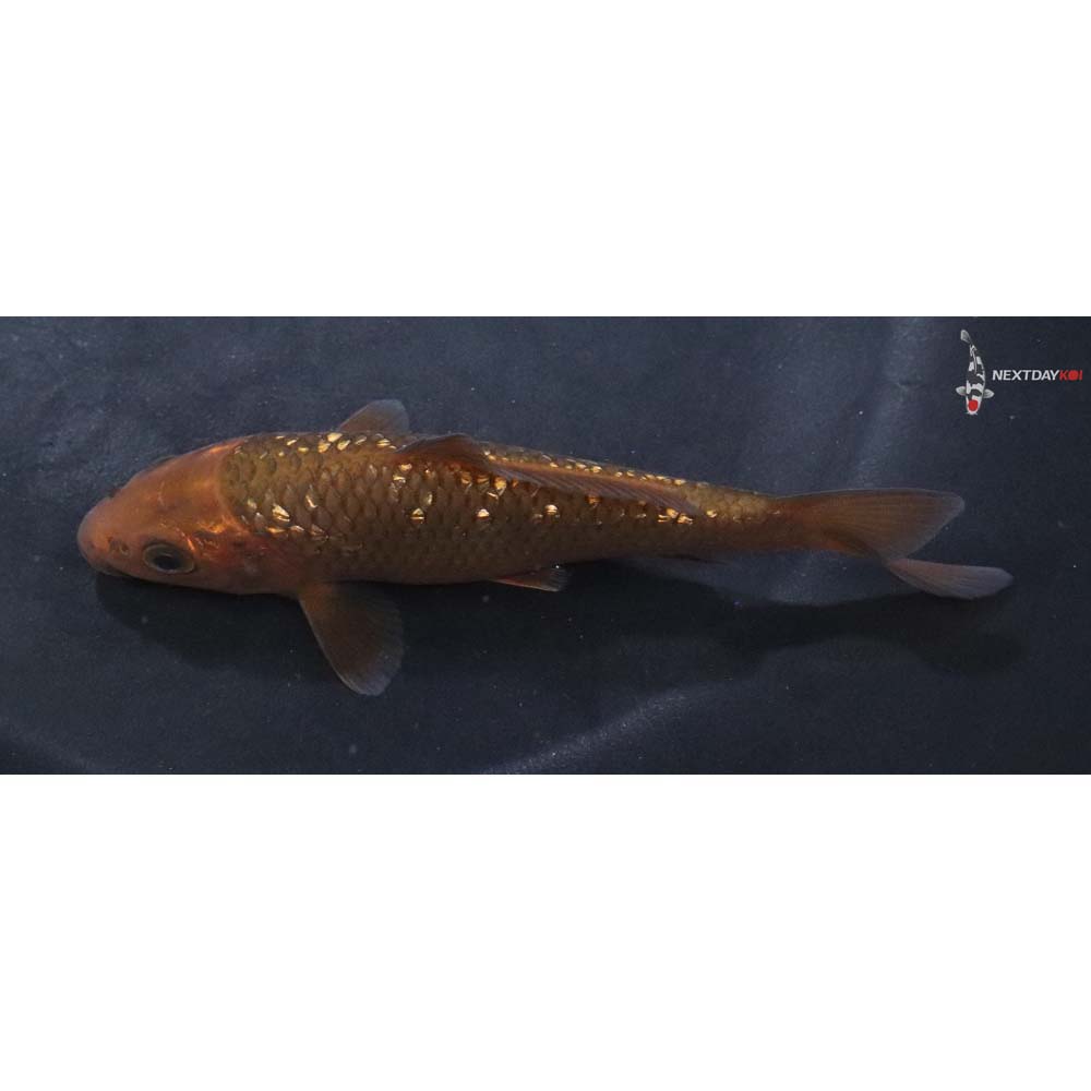 4.5” Imported Gin Rin Chagoi