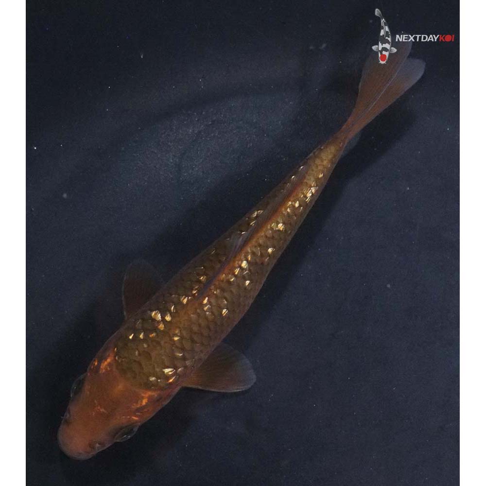 4.5” Imported Gin Rin Chagoi