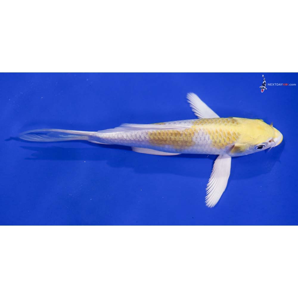 5” Imported Lemon Hariwake Butterfly Koi
