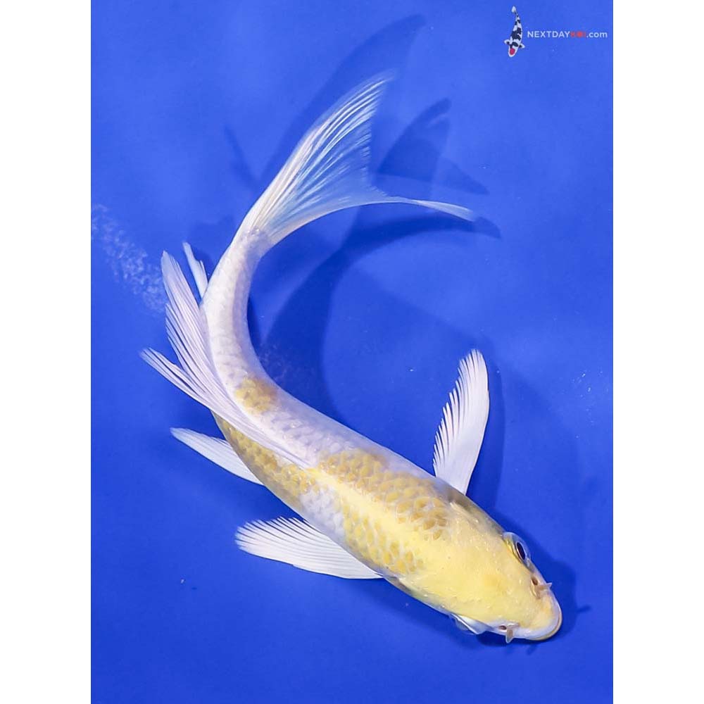 5” Imported Lemon Hariwake Butterfly Koi