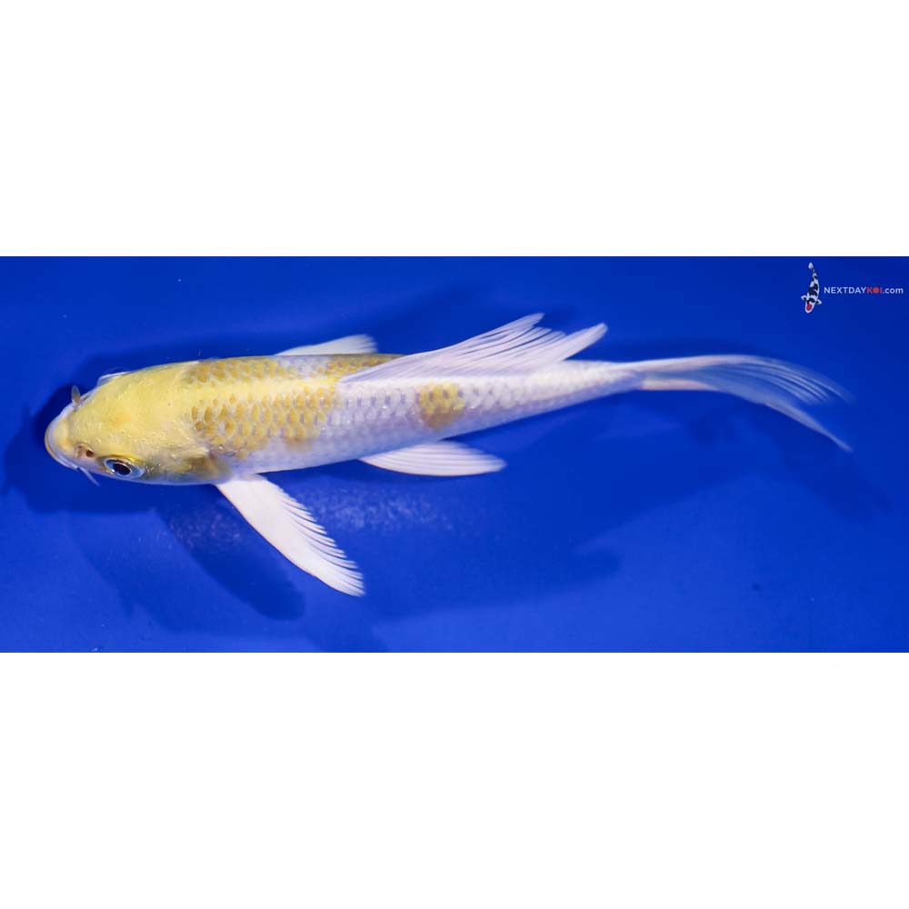 5” Imported Lemon Hariwake Butterfly Koi