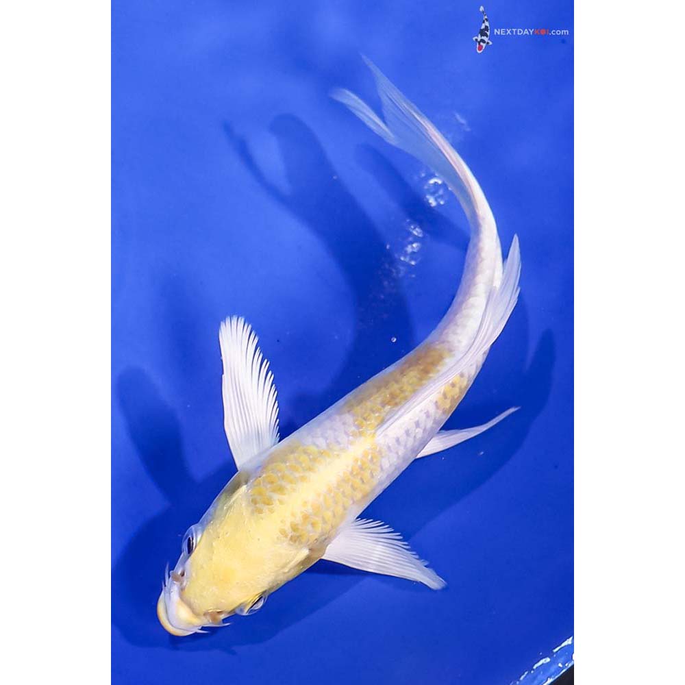 5” Imported Lemon Hariwake Butterfly Koi