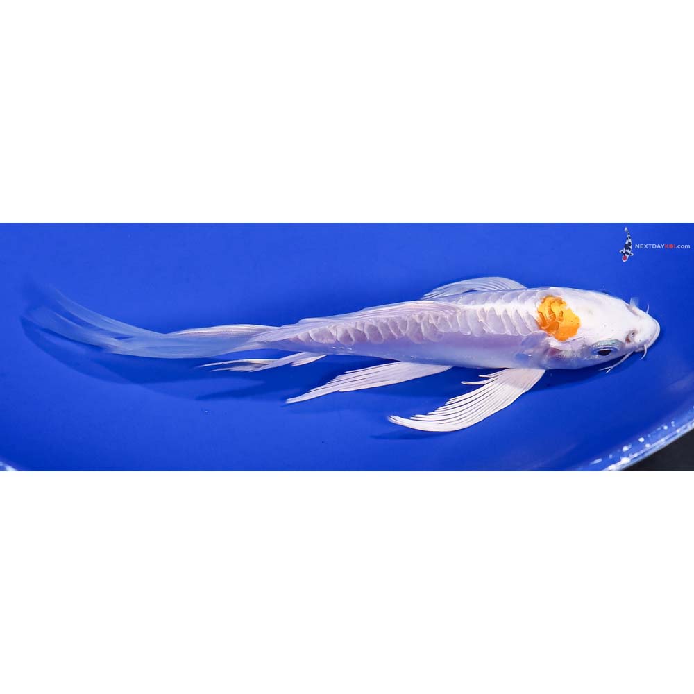 6” Imported Doitsu Lemon Hariwake Butterfly Koi