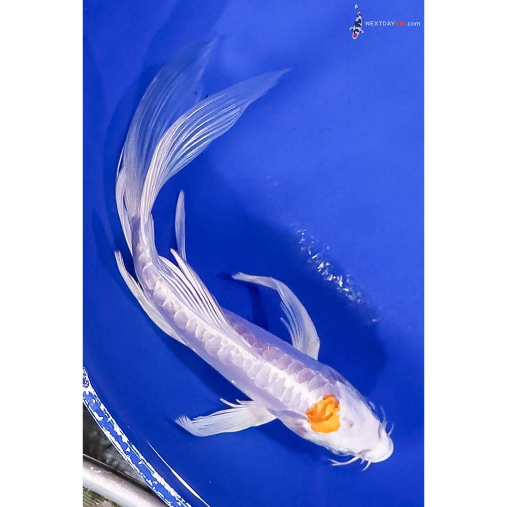 6” Imported Doitsu Lemon Hariwake Butterfly Koi