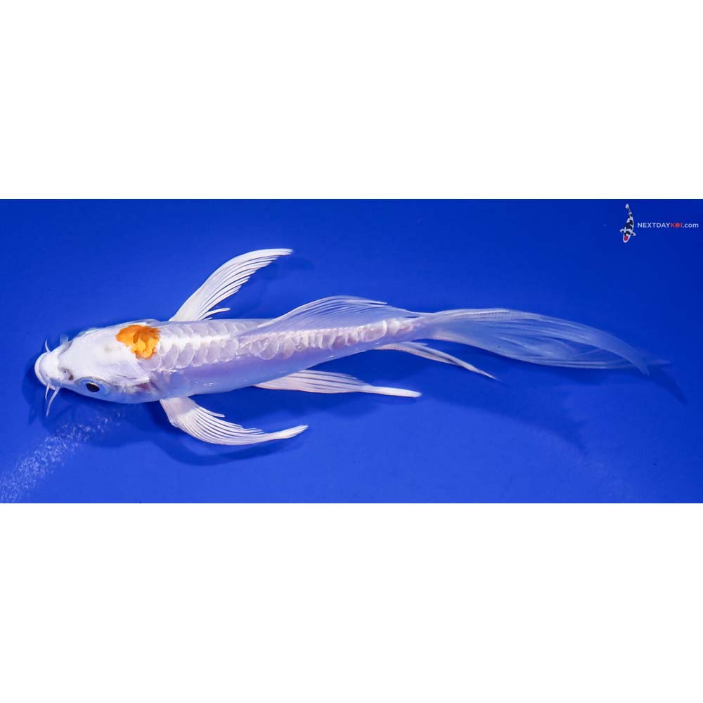 6” Imported Doitsu Lemon Hariwake Butterfly Koi