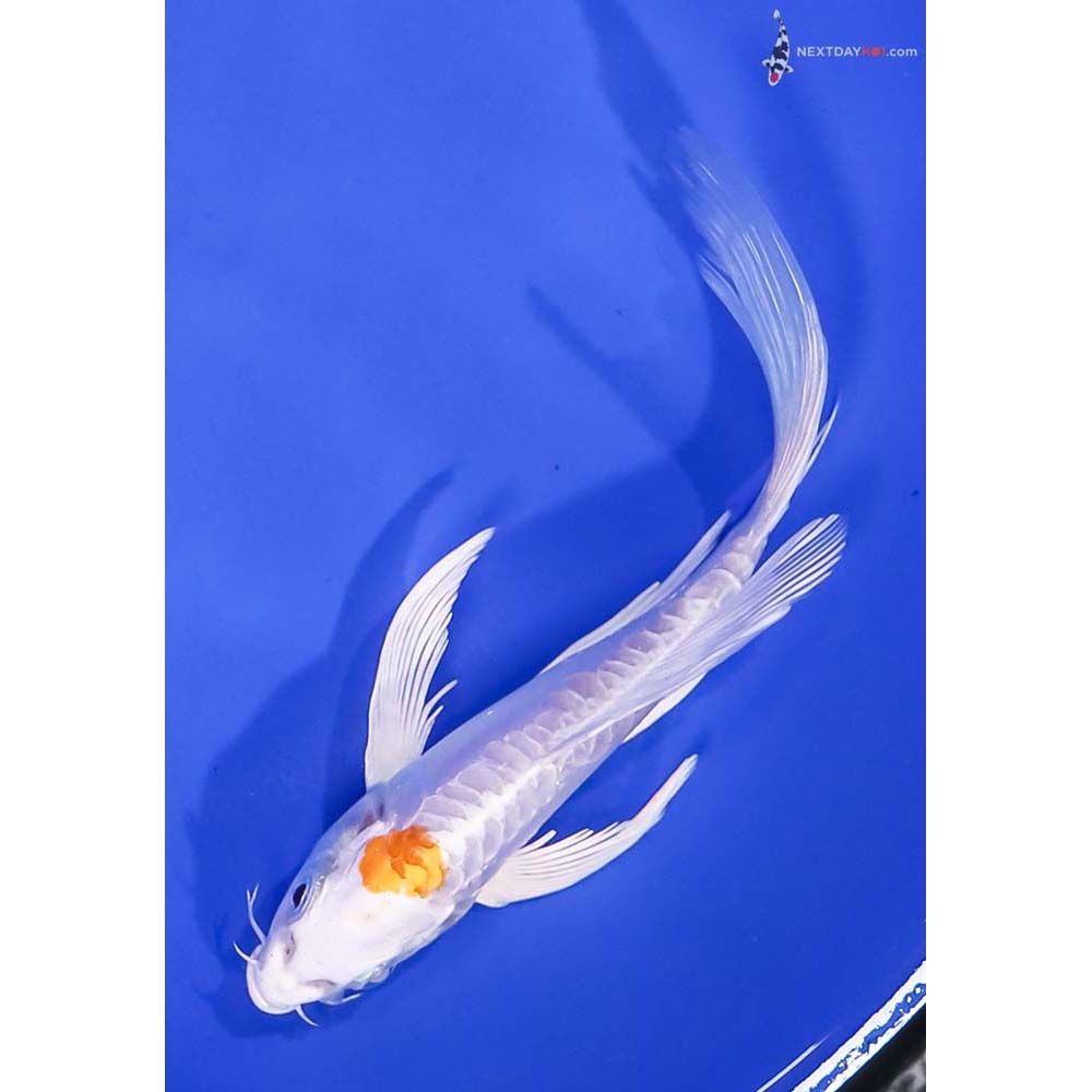 6” Imported Doitsu Lemon Hariwake Butterfly Koi