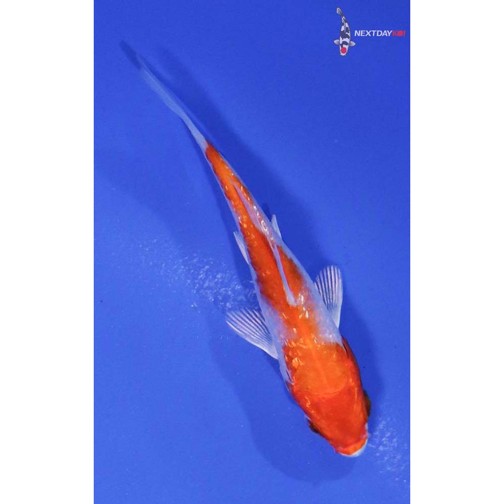 3” Gin Rin Imported Hariwake
