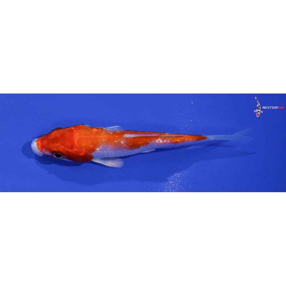 3” Gin Rin Imported Hariwake