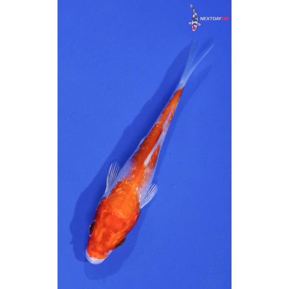 3” Gin Rin Imported Hariwake