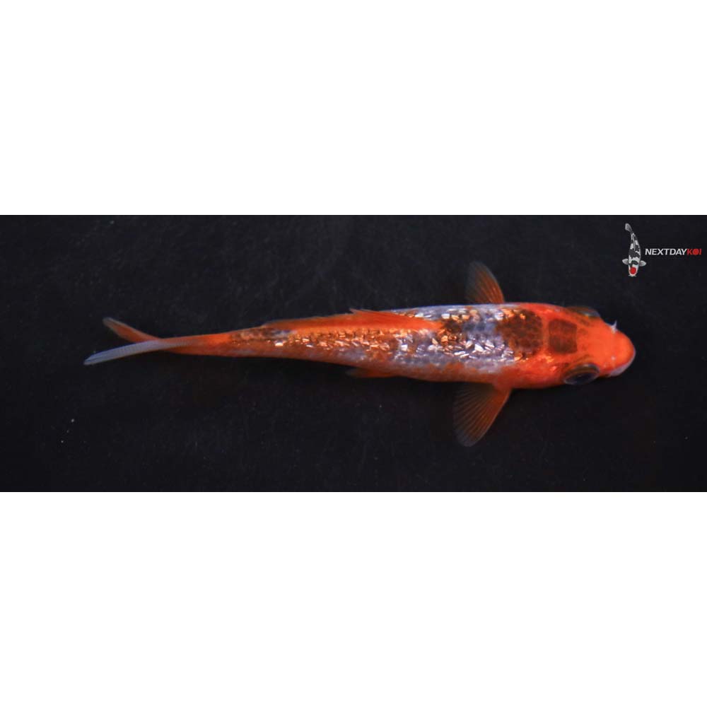 3.5” Imported Goromo