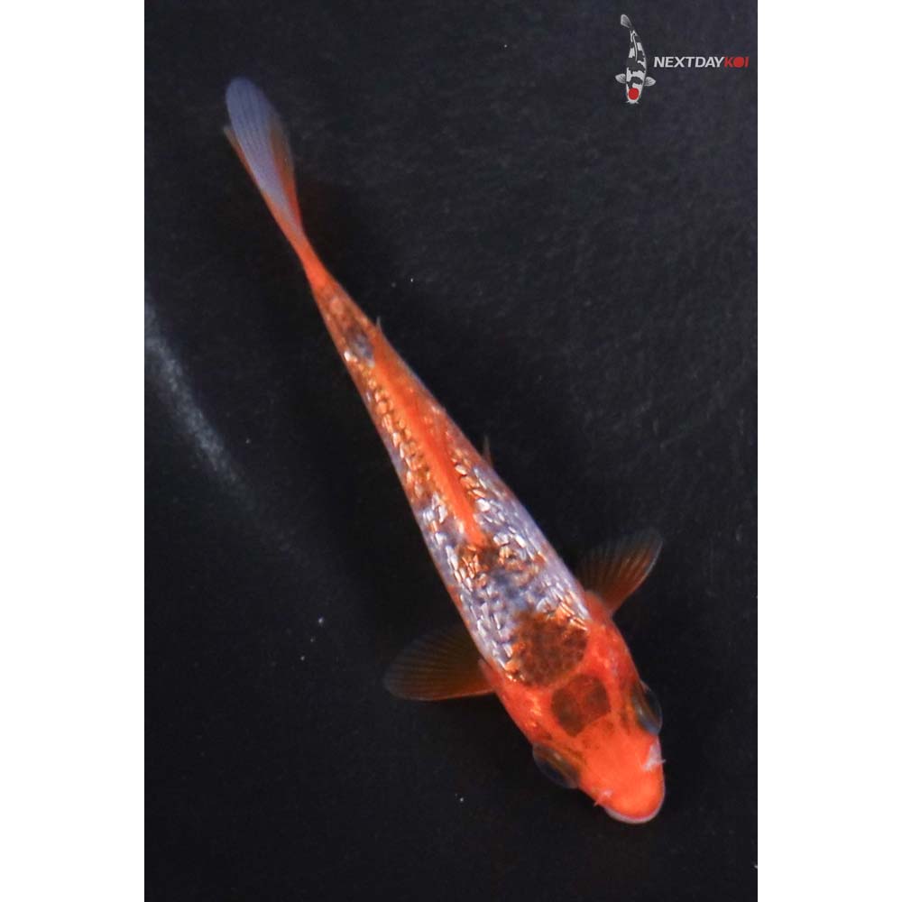 3.5” Imported Goromo