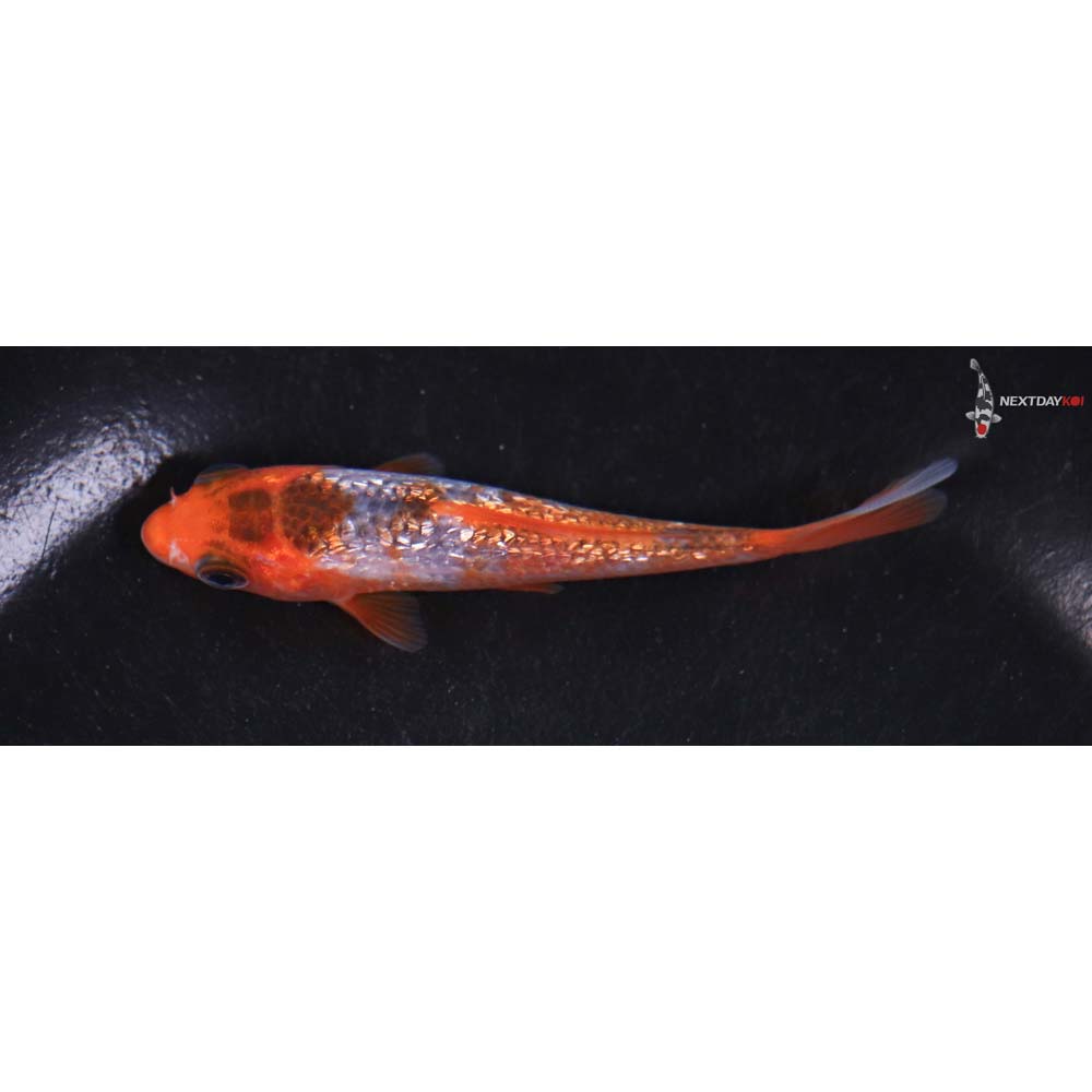 3.5” Imported Goromo