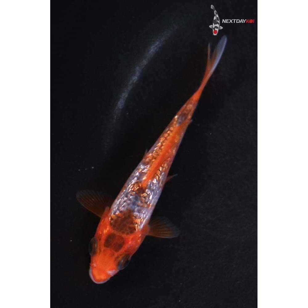 3.5” Imported Goromo