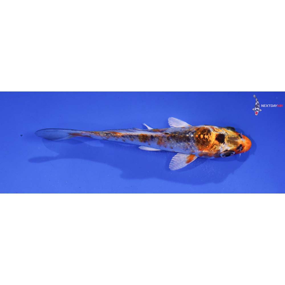 3.5” Imported Kujaku