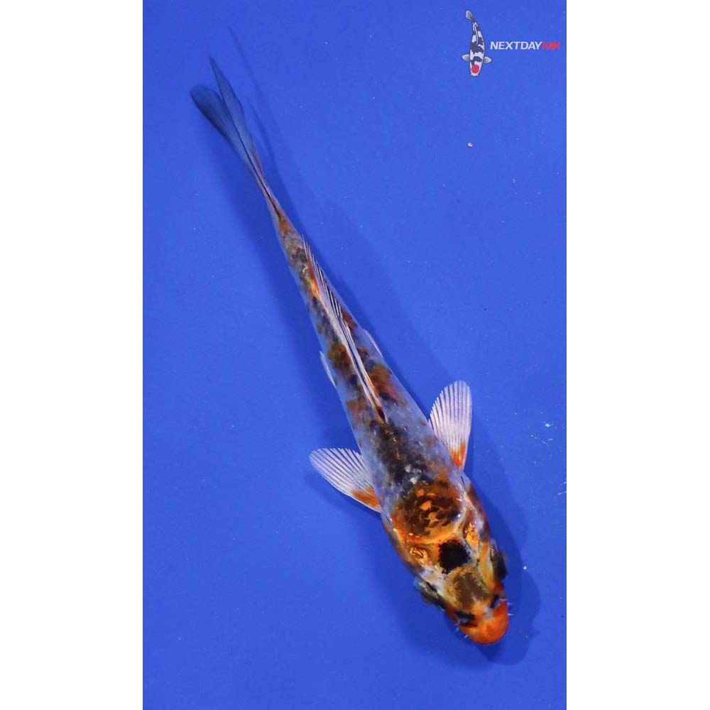 3.5” Imported Kujaku