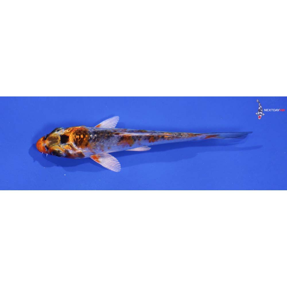 3.5” Imported Kujaku