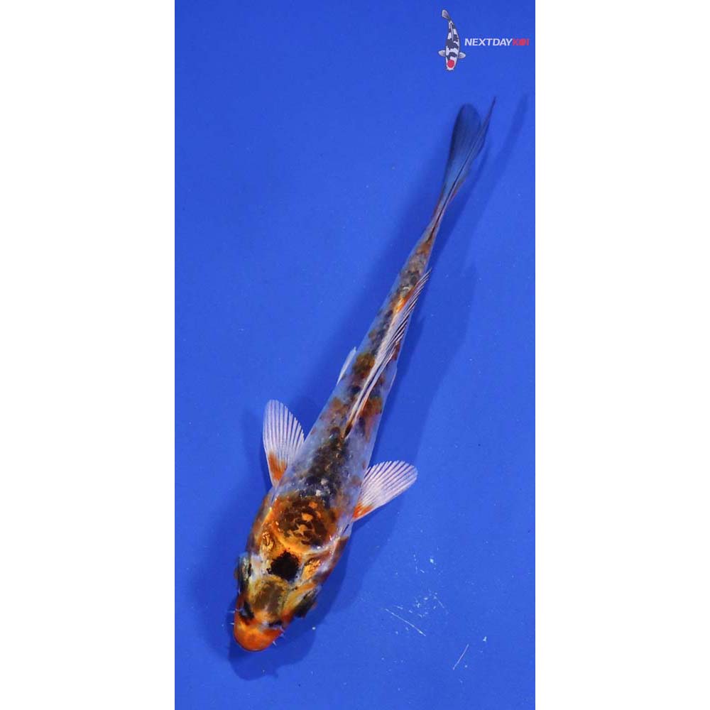 3.5” Imported Kujaku