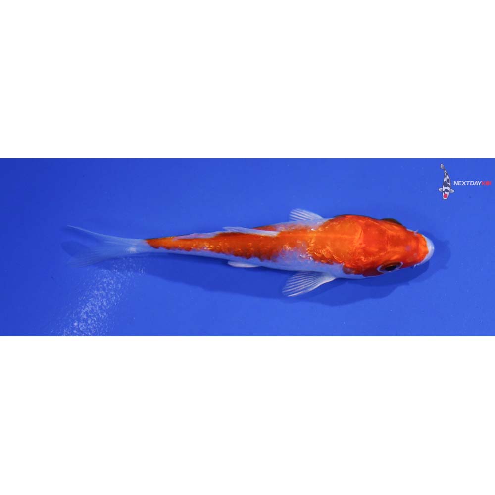 3” Gin Rin Imported Hariwake