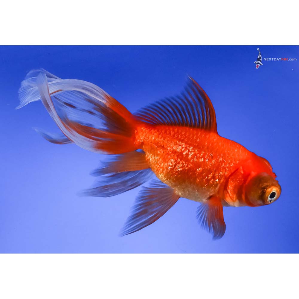 5.5” Imported Red Butterfly Tail
