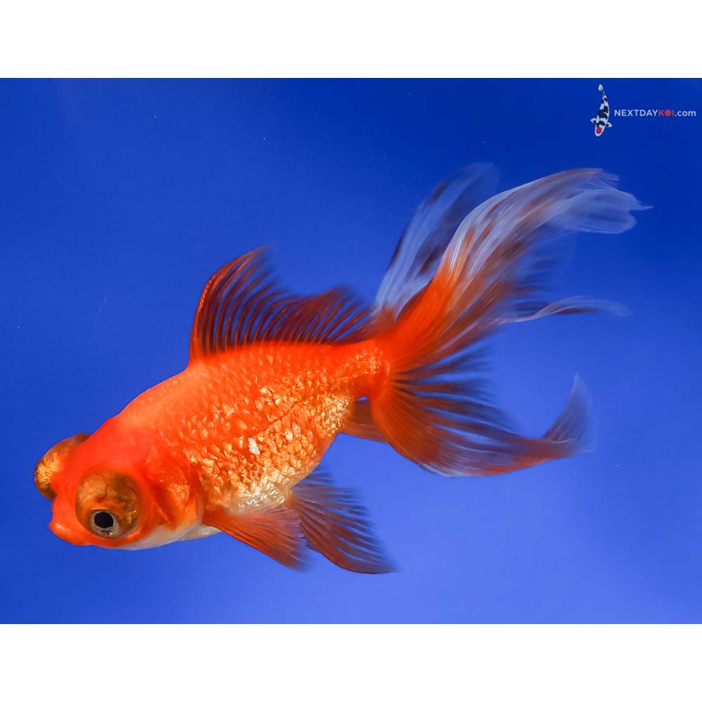 5.5” Imported Red Butterfly Tail
