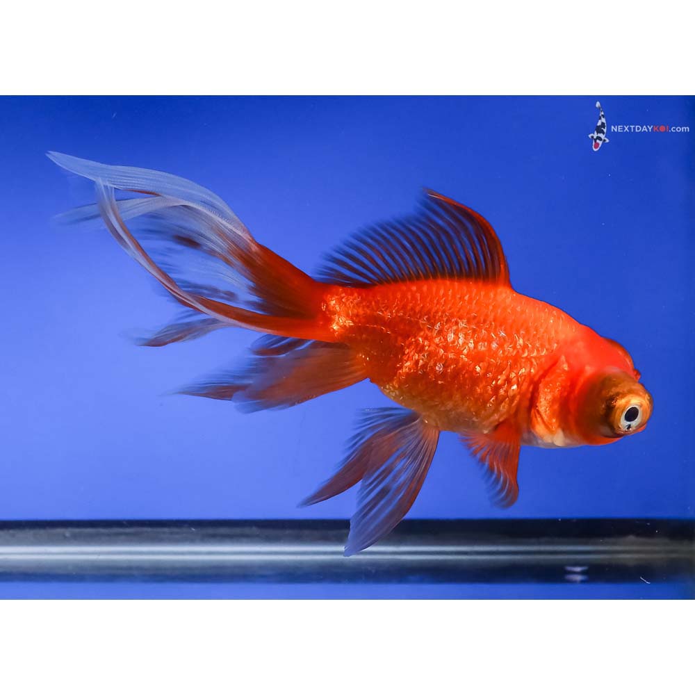 5.5” Imported Red Butterfly Tail