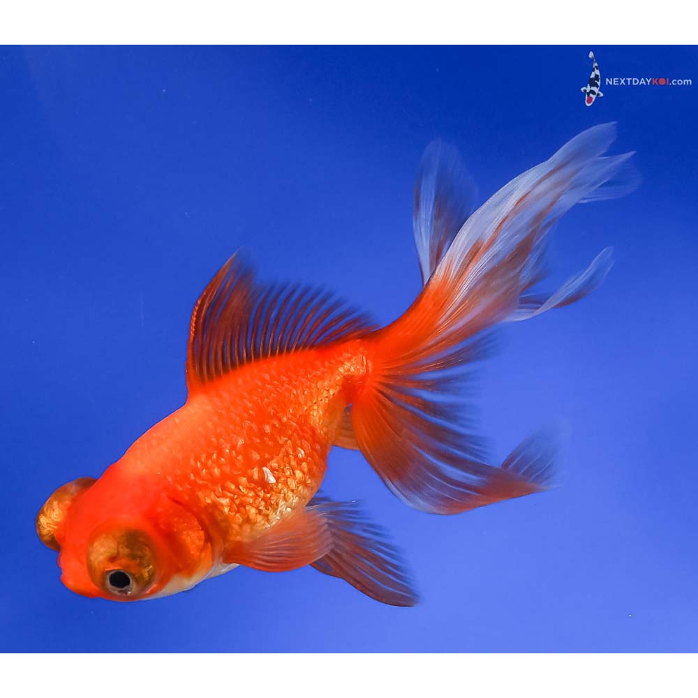 5.5” Imported Red Butterfly Tail