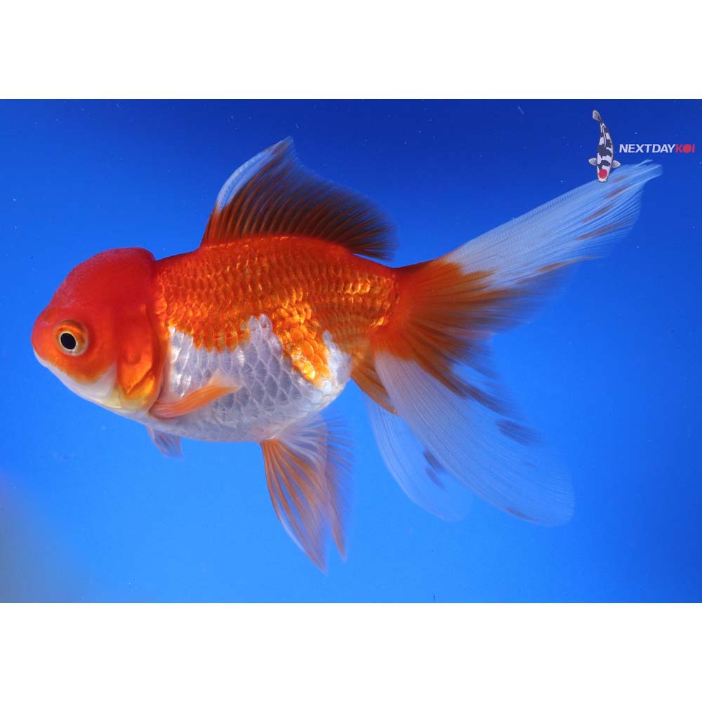 6” Imported Red and White Oranda