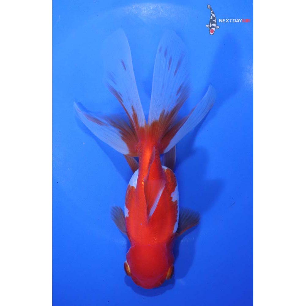 6” Imported Red and White Oranda