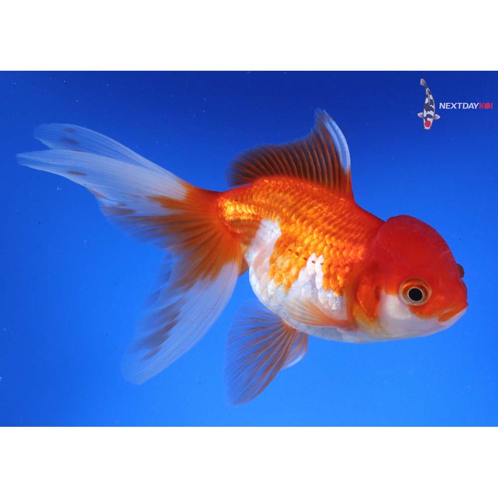 6” Imported Red and White Oranda