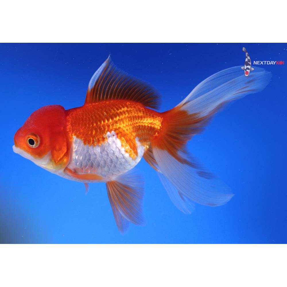 6” Imported Red and White Oranda