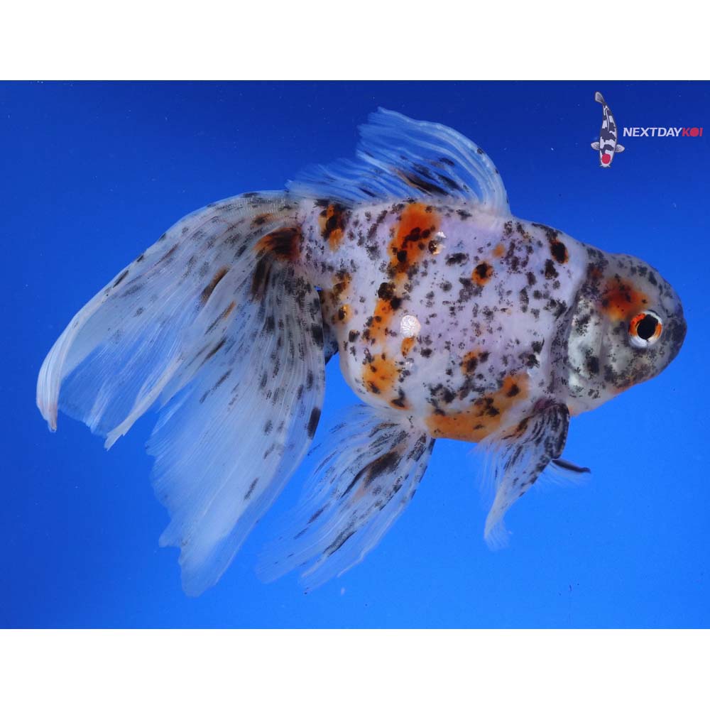 6.5” Imported Calico Oranda