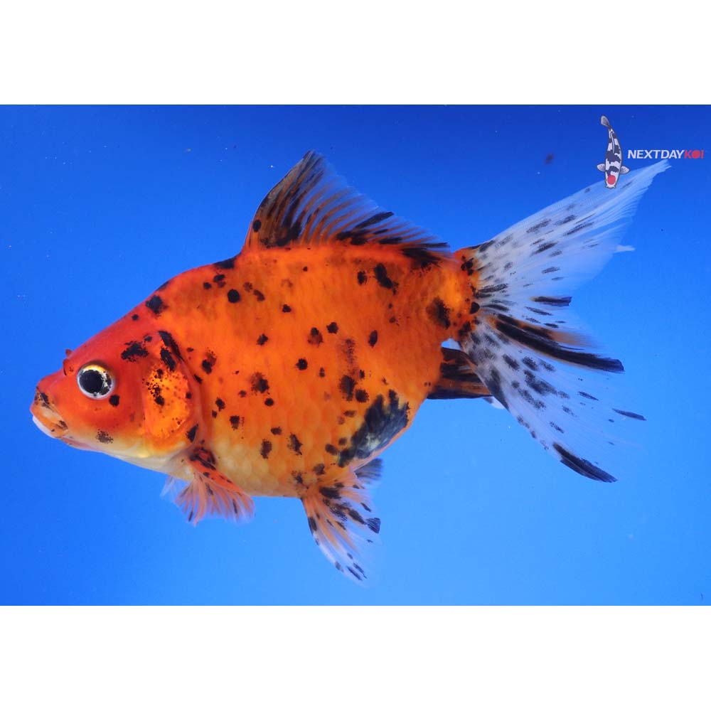 6” Imported Calico Ryukin