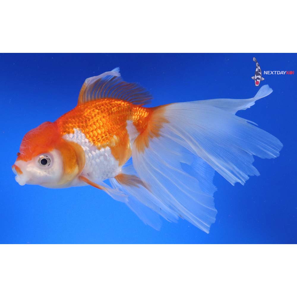 7.5” Imported Red and White Oranda