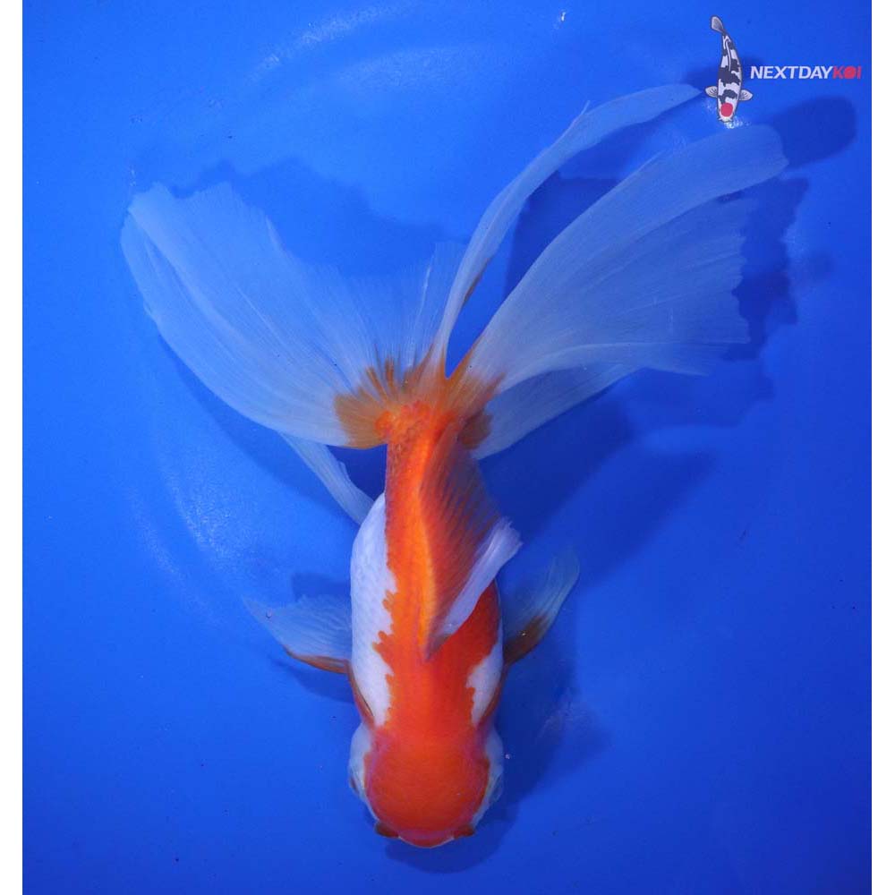 7.5” Imported Red and White Oranda