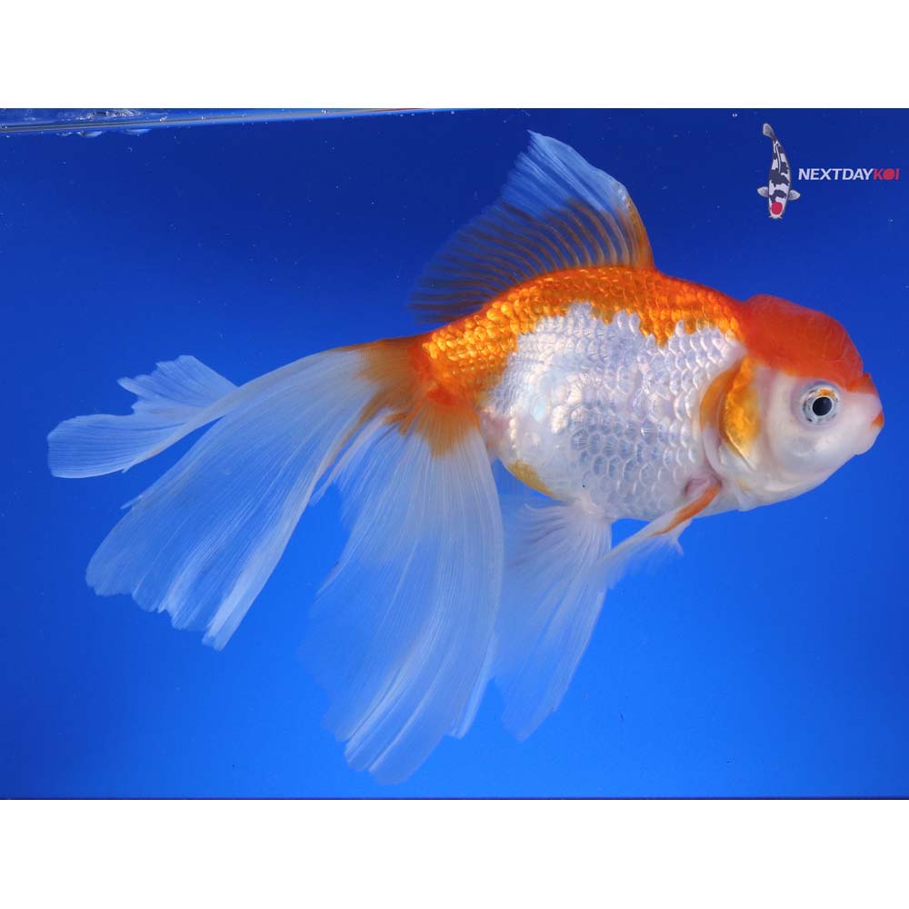 7.5” Imported Red and White Oranda