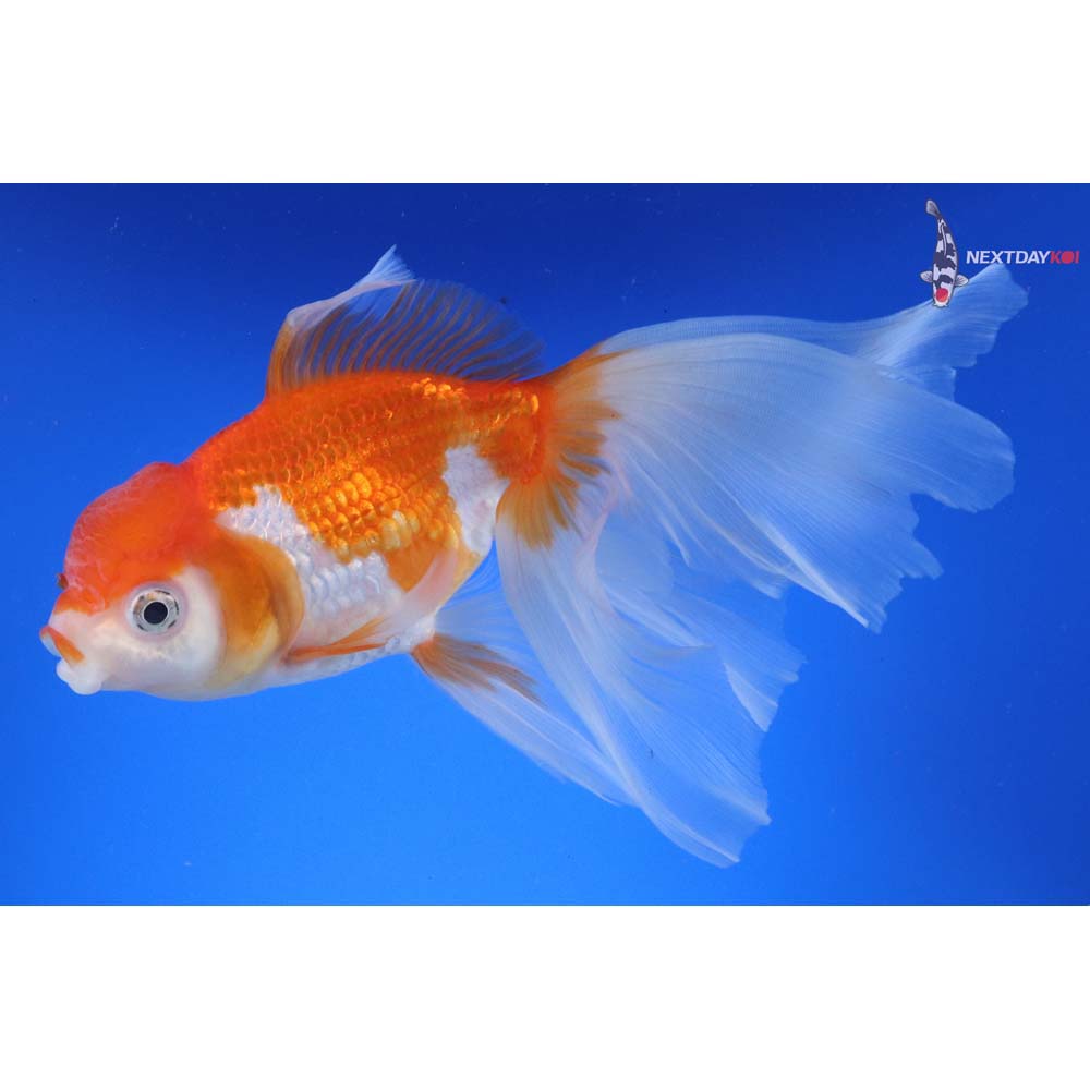 7.5” Imported Red and White Oranda