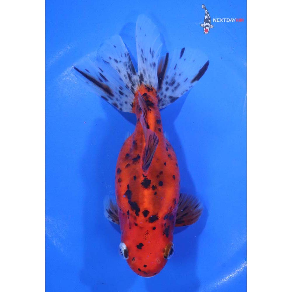 6” Imported Calico Ryukin