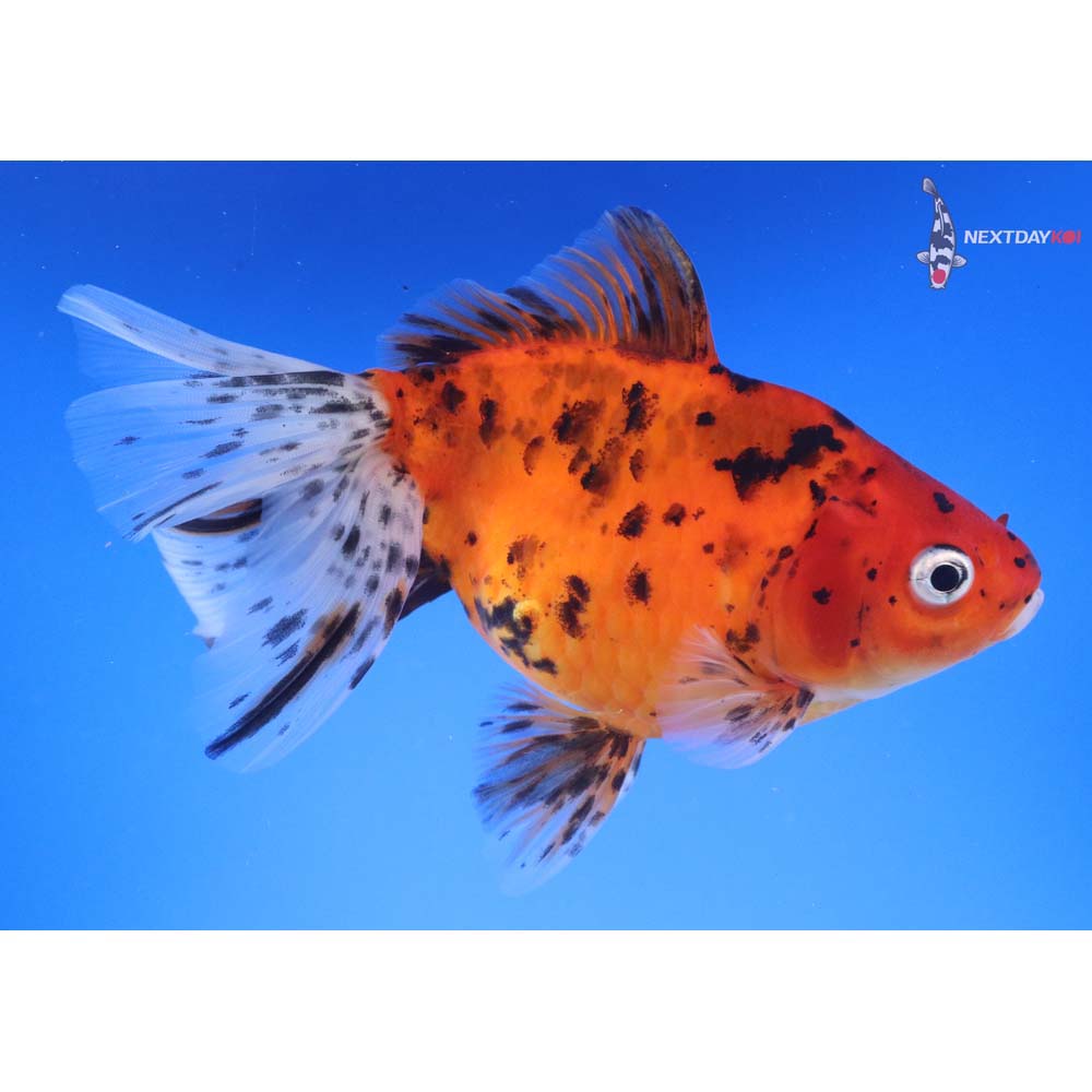 6” Imported Calico Ryukin